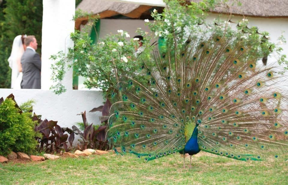 Warembo Lodge Grootvlei Εξωτερικό φωτογραφία